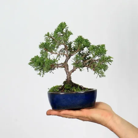Bonsai Chinese Juniper
