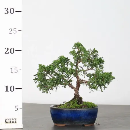 image supplémentaire - JUNIPER "JUNIPERUS...