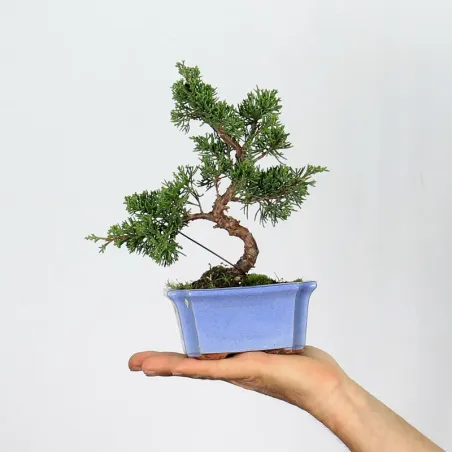 JUNIPER "JUNIPERUS ITOIGAWA" 1-14