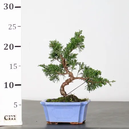 image supplémentaire - JUNIPER "JUNIPERUS...