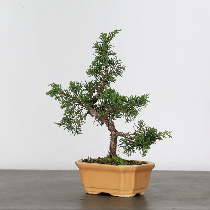 image supplémentaire - GENÉVRIER "JUNIPERUS...