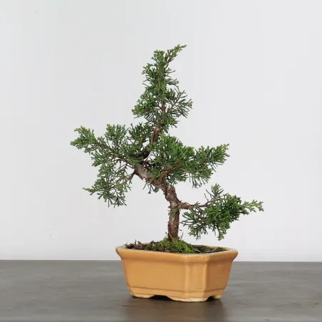 image supplémentaire - JUNIPER "JUNIPERUS...