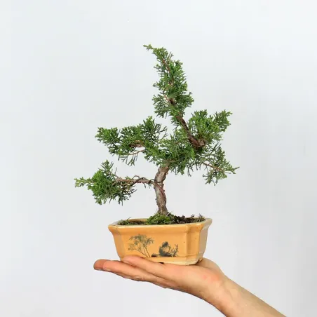 Bonsai Chinese Juniper