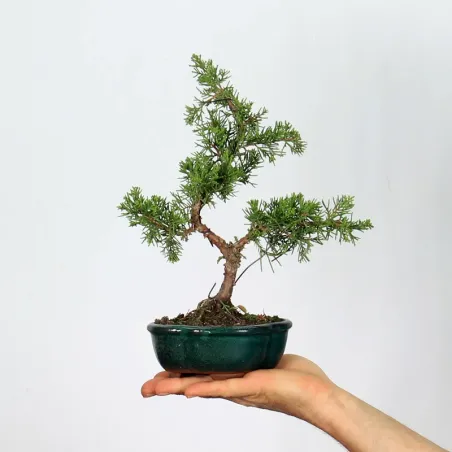 JUNIPER "JUNIPERUS ITOIGAWA" 1-16