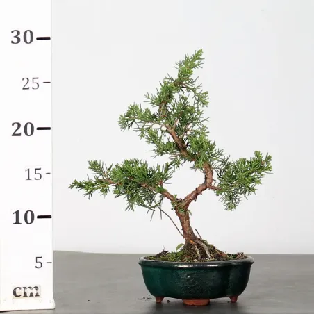 image supplémentaire - JUNIPER "JUNIPERUS...