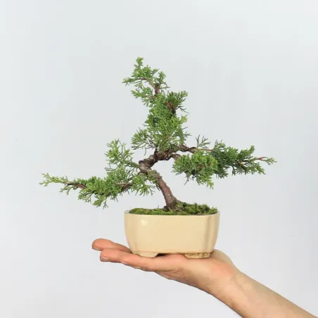 JUNIPER "JUNIPERUS ITOIGAWA" 1-23