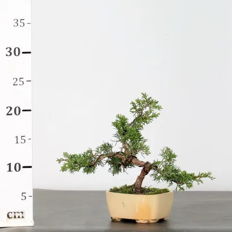 image supplémentaire - JUNIPER "JUNIPERUS...