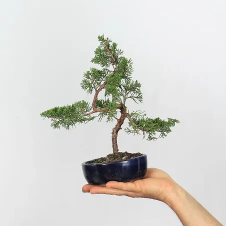 JUNIPER "JUNIPERUS ITOIGAWA" 1-25