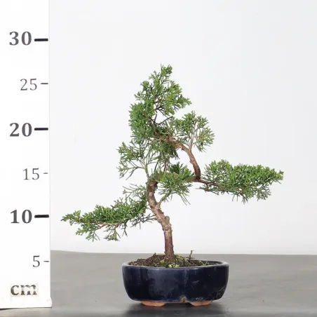 image supplémentaire - JUNIPER "JUNIPERUS...