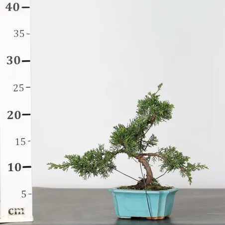image supplémentaire - JUNIPER "JUNIPERUS...