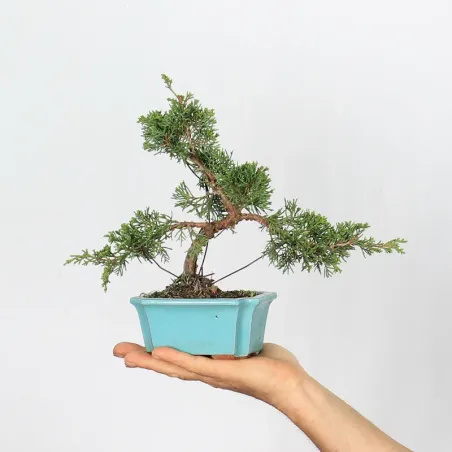 JUNIPER "JUNIPERUS ITOIGAWA" 2-11
