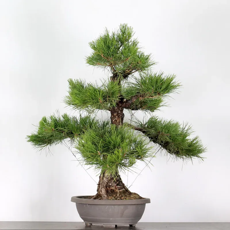 image supplémentaire - PIN NOIR "PINUS THUNBERGII"...