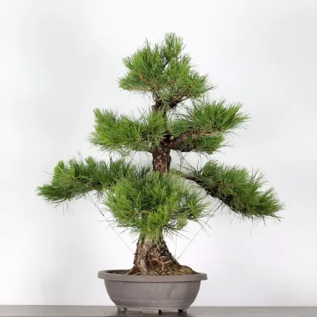 image supplémentaire - PIN NOIR "PINUS THUNBERGII"...