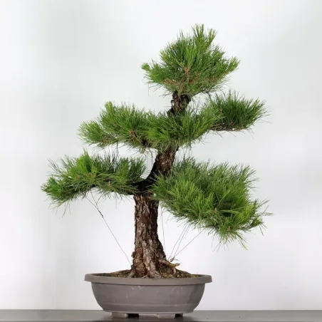 PIN NOIR "PINUS THUNBERGII" 1-12