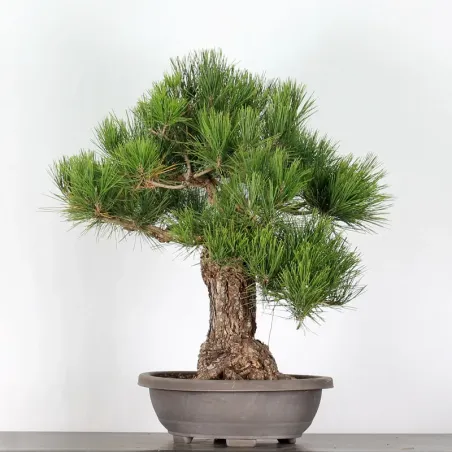 PIN NOIR "PINUS THUNBERGII" 1-15