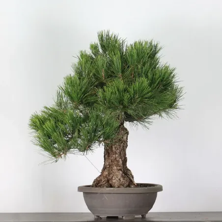 image supplémentaire - PIN NOIR "PINUS THUNBERGII"...
