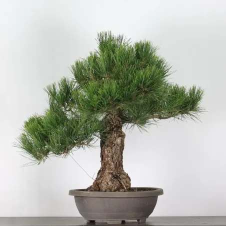 PIN NOIR DU JAPON "PINUS THUNBERGII" 1-15