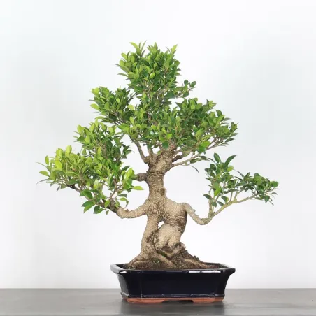 FICUS NITIDA 1-5