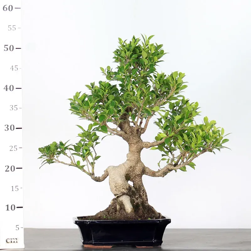 image supplémentaire - FICUS NITIDA 1-5