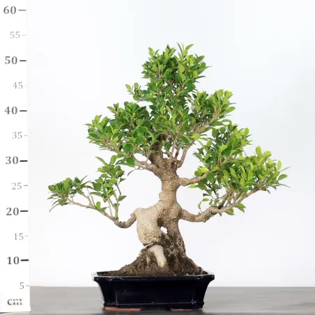 image supplémentaire - FICUS NITIDA 1-5