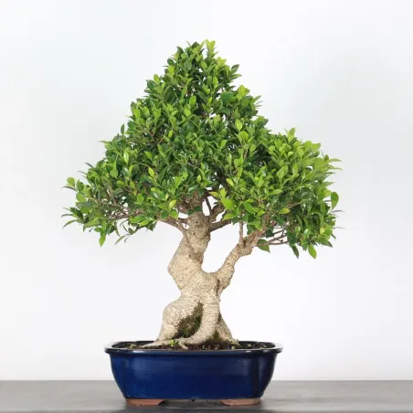 FICUS NITIDA 1-6