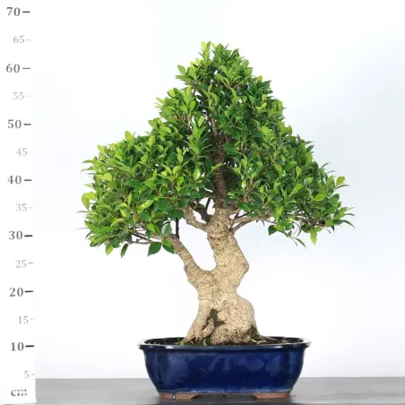 image supplémentaire - FICUS NITIDA 1-6