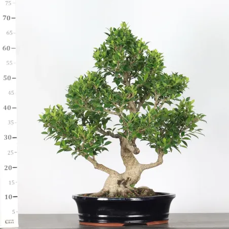 image supplémentaire - FICUS NITIDA 1-8