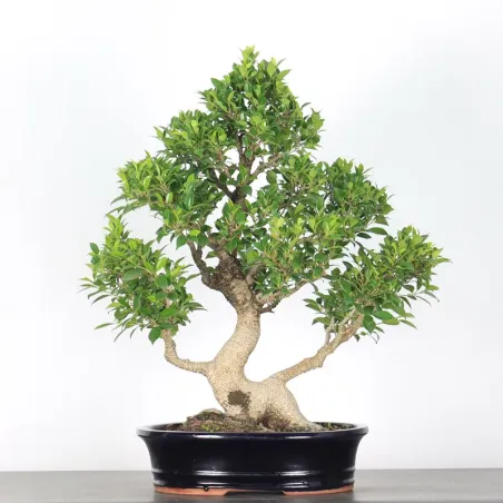 FICUS NITIDA 1-8