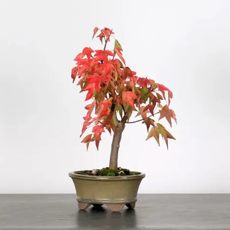 Bonsai Erable Burger Shohin ABS-1-5
