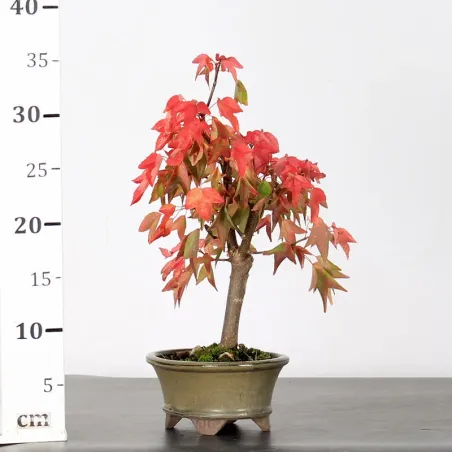 image supplémentaire - ACER BUERGERIANUM 1-5