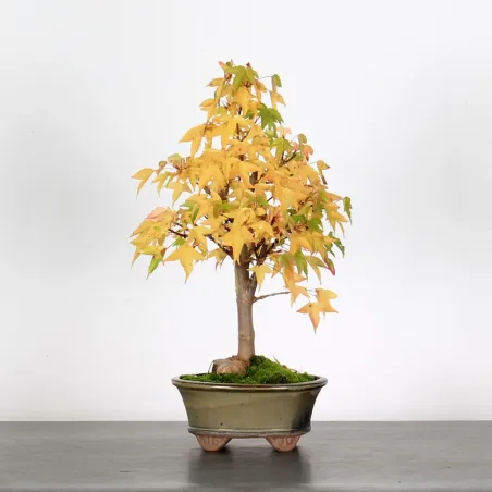 Bonsai Erable Burger Shohin 1-6