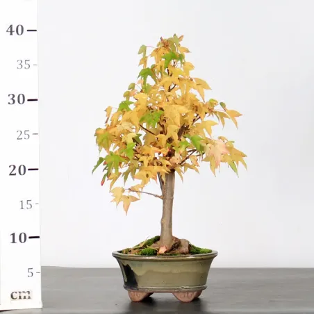 image supplémentaire - ACER BUERGERIANUM 1-6