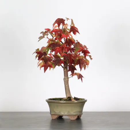 ACER BUERGERIANUM 1-12