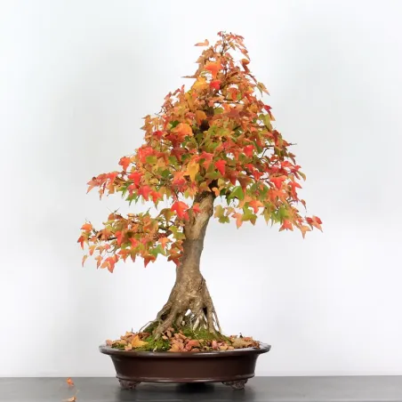 Bonsai Erable Burger AB-5-4