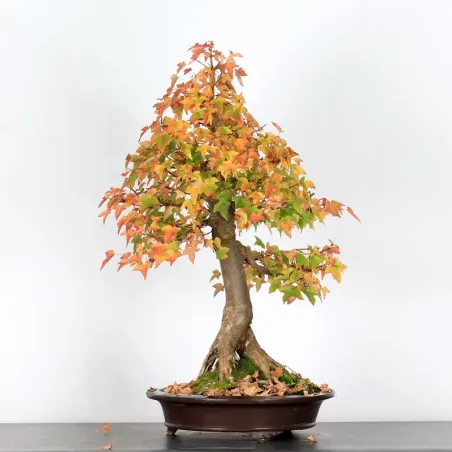 Bonsai Erable Burger AB-5-4
