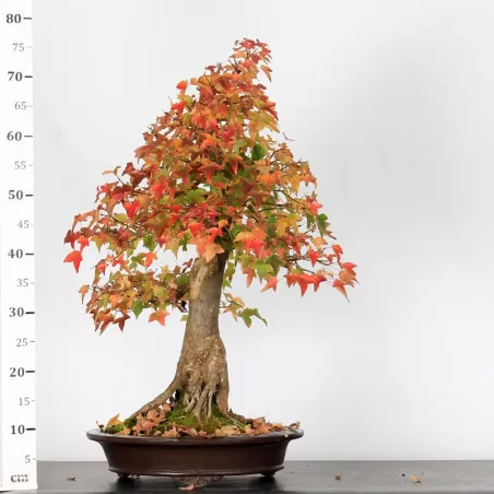 image supplémentaire - Érable "ACER BUERGÉRIANUM" 5-4