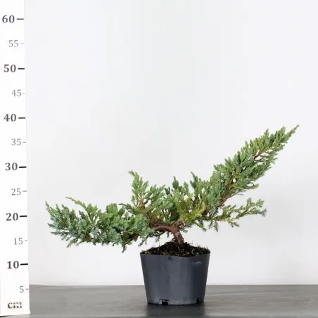 image supplémentaire - PREBONSAI JUNIPER...