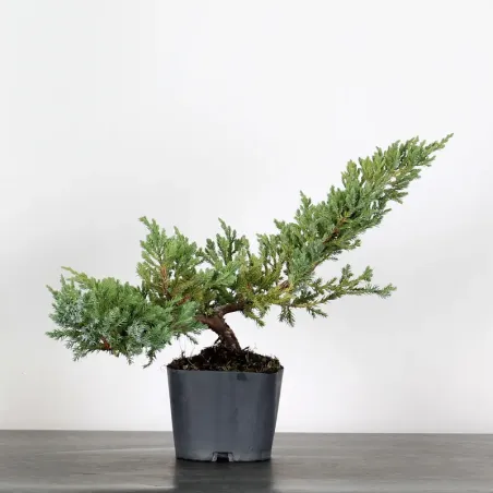 PREBONSAI JUNIPER "Juniperus horizontalis "Blue Chip" 2-4