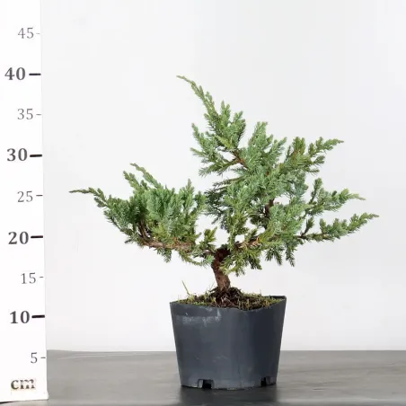 image supplémentaire - PREBONSAI JUNIPER Juniperus...