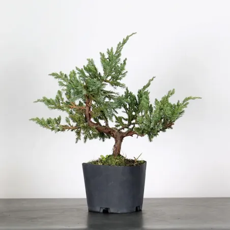 PREBONSAI JUNIPER Juniperus horizontalis "Blue Chip"  3-4