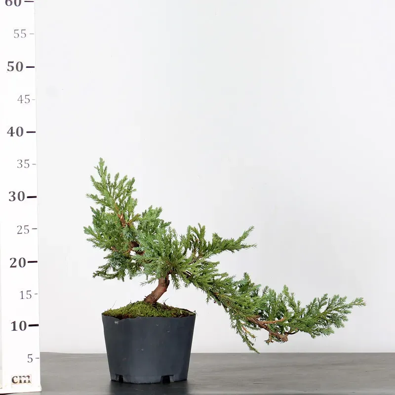 image supplémentaire - PREBONSAI GENÉVRIER...