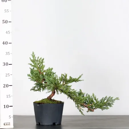image supplémentaire - PREBONSAI GENÉVRIER...