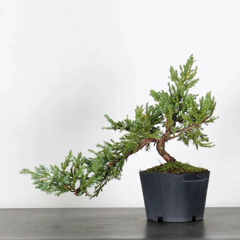 PREBONSAI GENÉVRIER "JUNIPERUS" 3-6