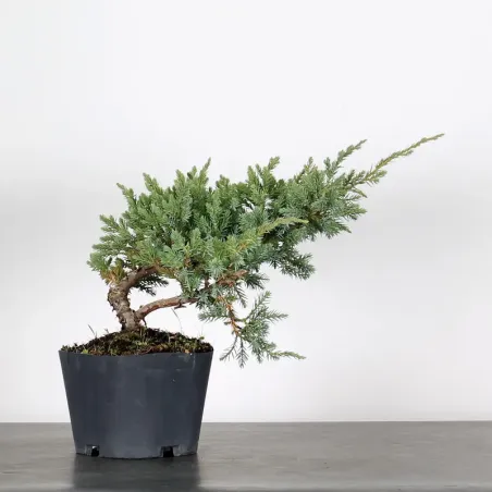 PREBONSAI JUNIPER Juniperus horizontalis "Blue Chip" 3-7