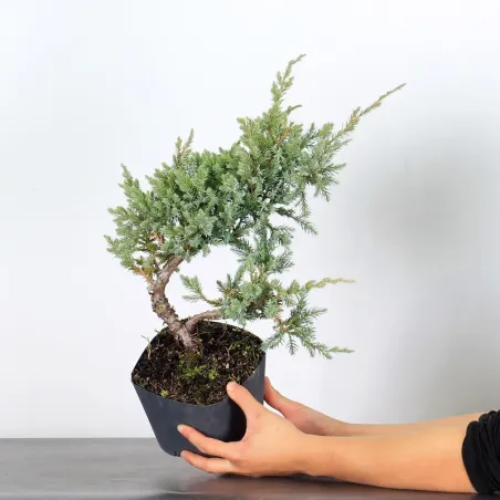 image supplémentaire - PREBONSAI JUNIPER Juniperus...