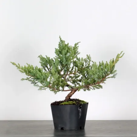 PREBONSAI JUNIPER Juniperus horizontalis "Blue Chip" 3-10