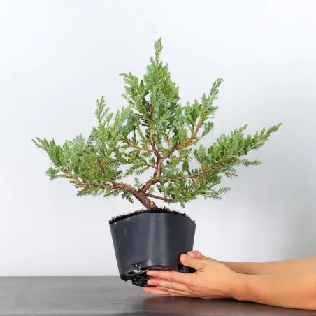 image supplémentaire - PREBONSAI JUNIPER Juniperus...