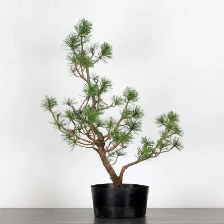 PREBONSAI PIN À CROCHETS "PINUS UNCINATA" n°1
