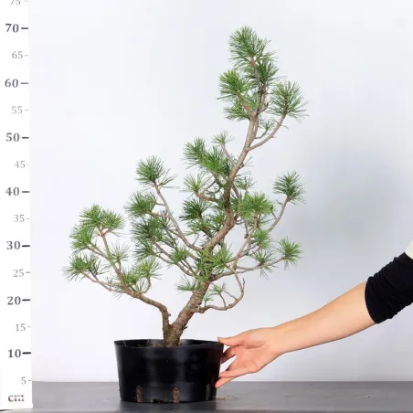 image supplémentaire - PREBONSAI PIN À CROCHETS...