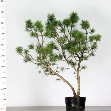 PREBONSAI PIN À CROCHETS "PINUS UNCINATA" n°2